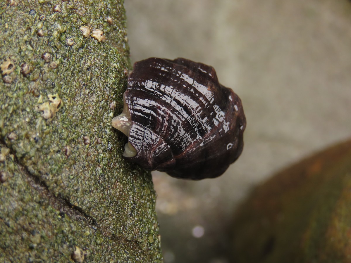 Dark Unicorn - ML645212037