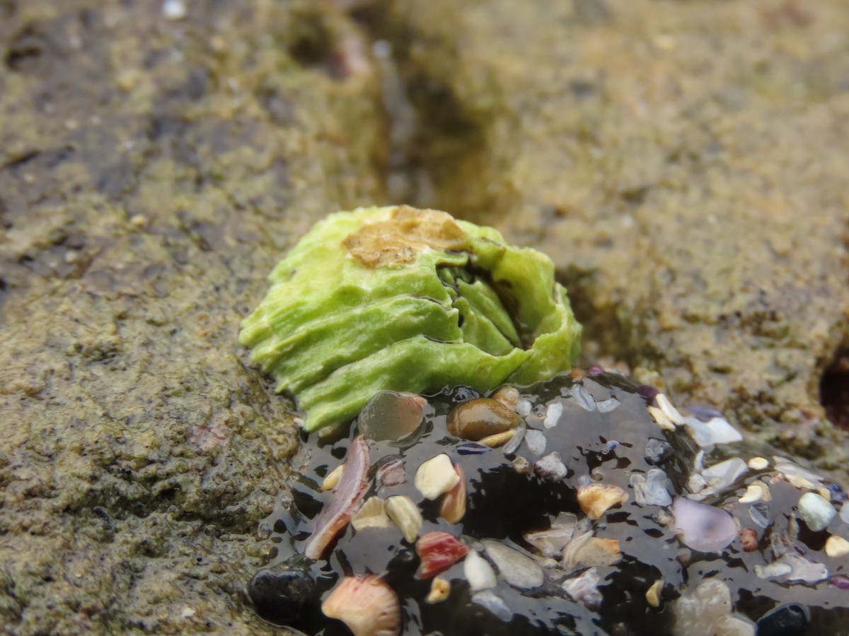 Pacific Barnacle - ML645212038