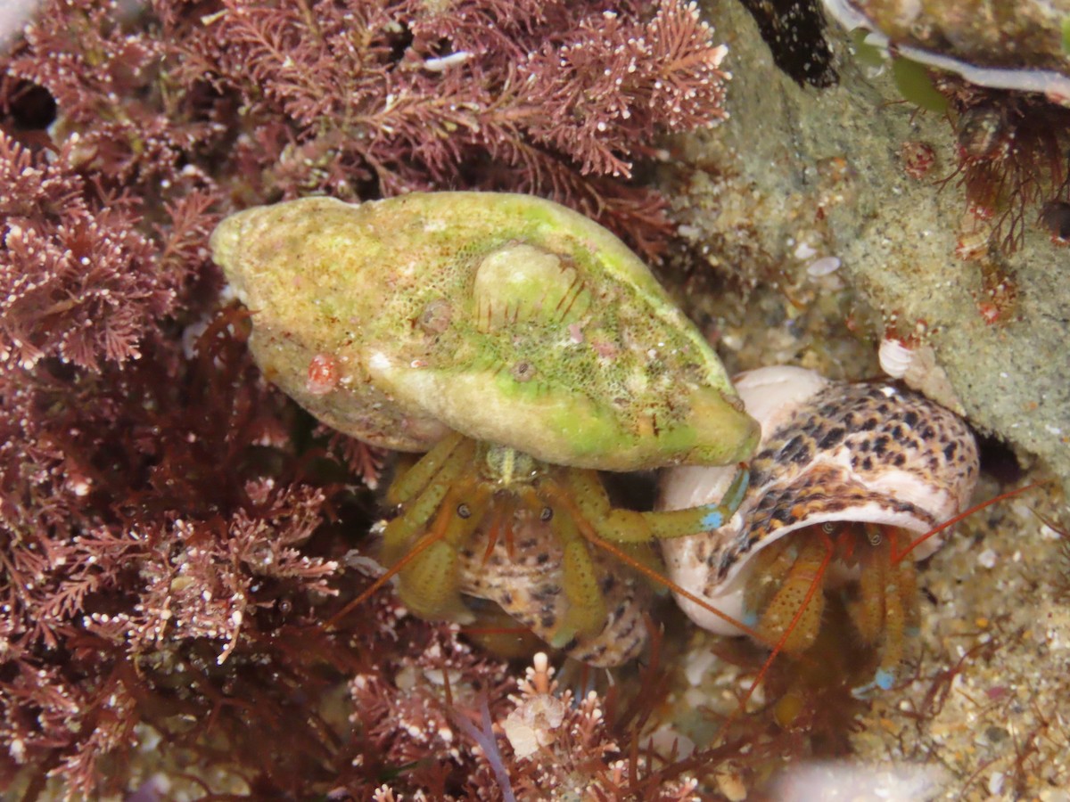 Blueband Hermit Crab - ML645212040