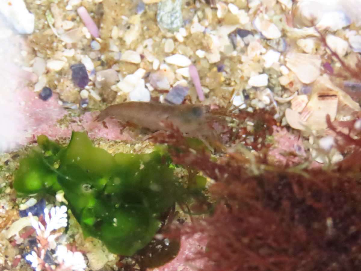 Animals - ML645212041