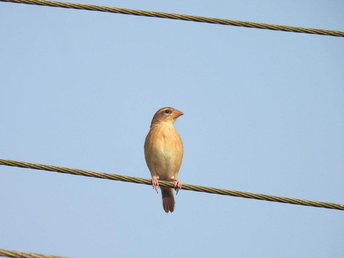 Ткач-байя - ML645212042