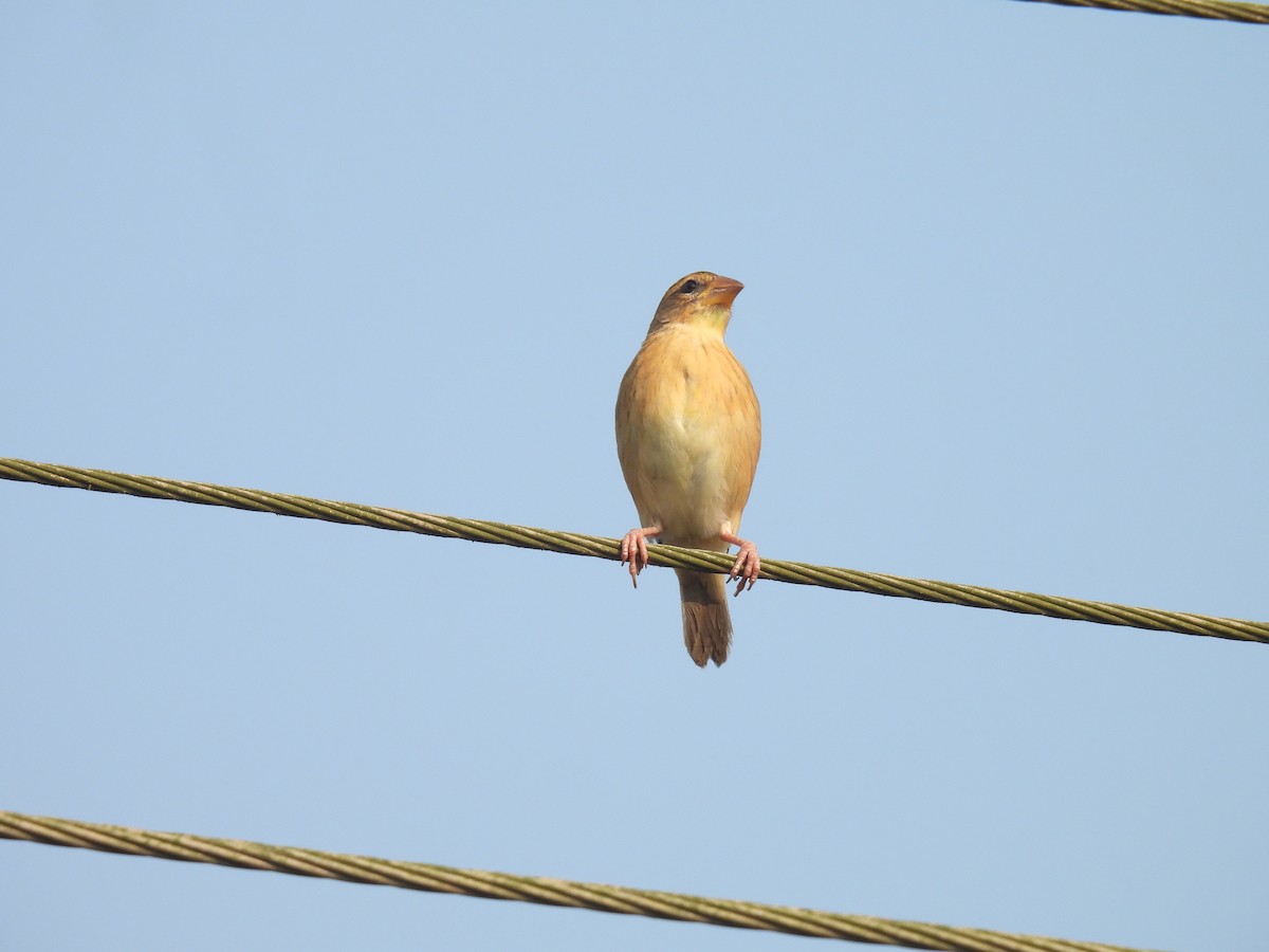 Ткач-байя - ML645212043