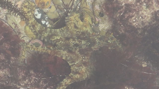 California Two-spot Octopus - ML645212057