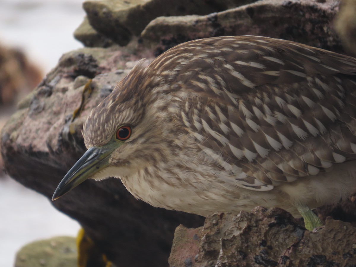 Black-crowned Night Heron - ML645212058