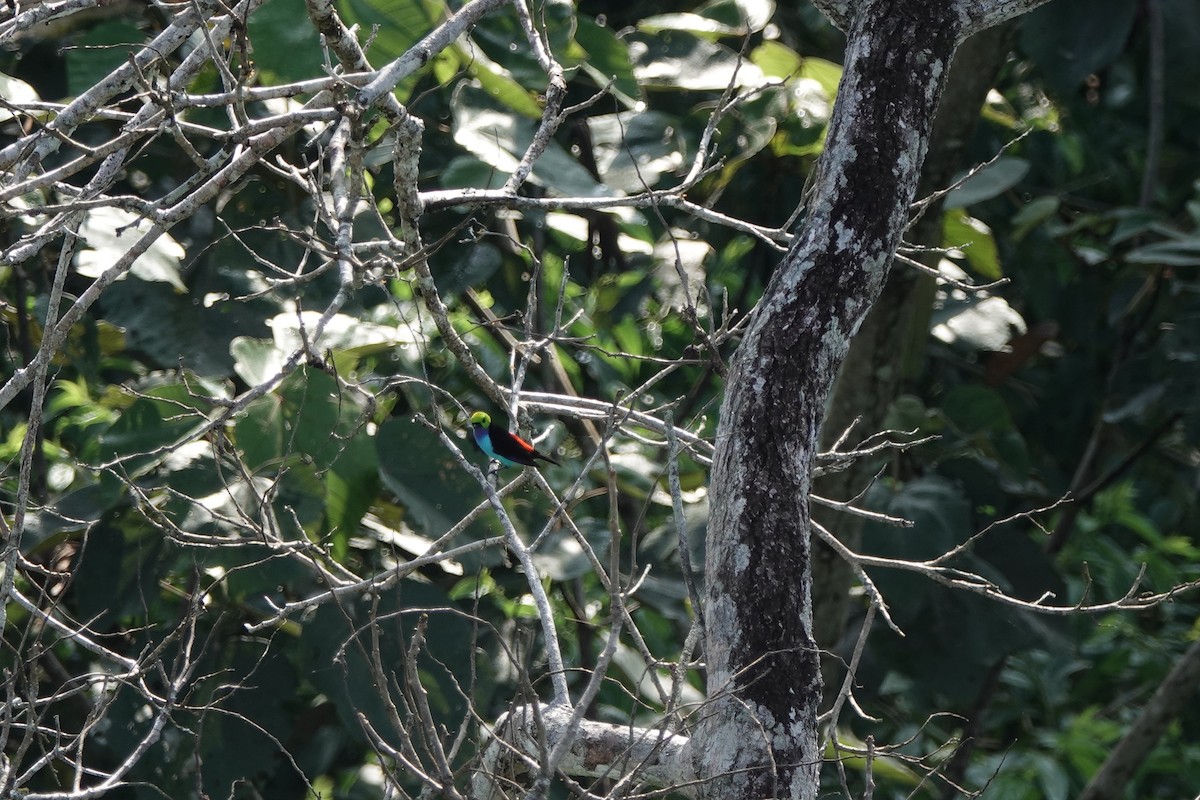 Paradise Tanager - ML645212062