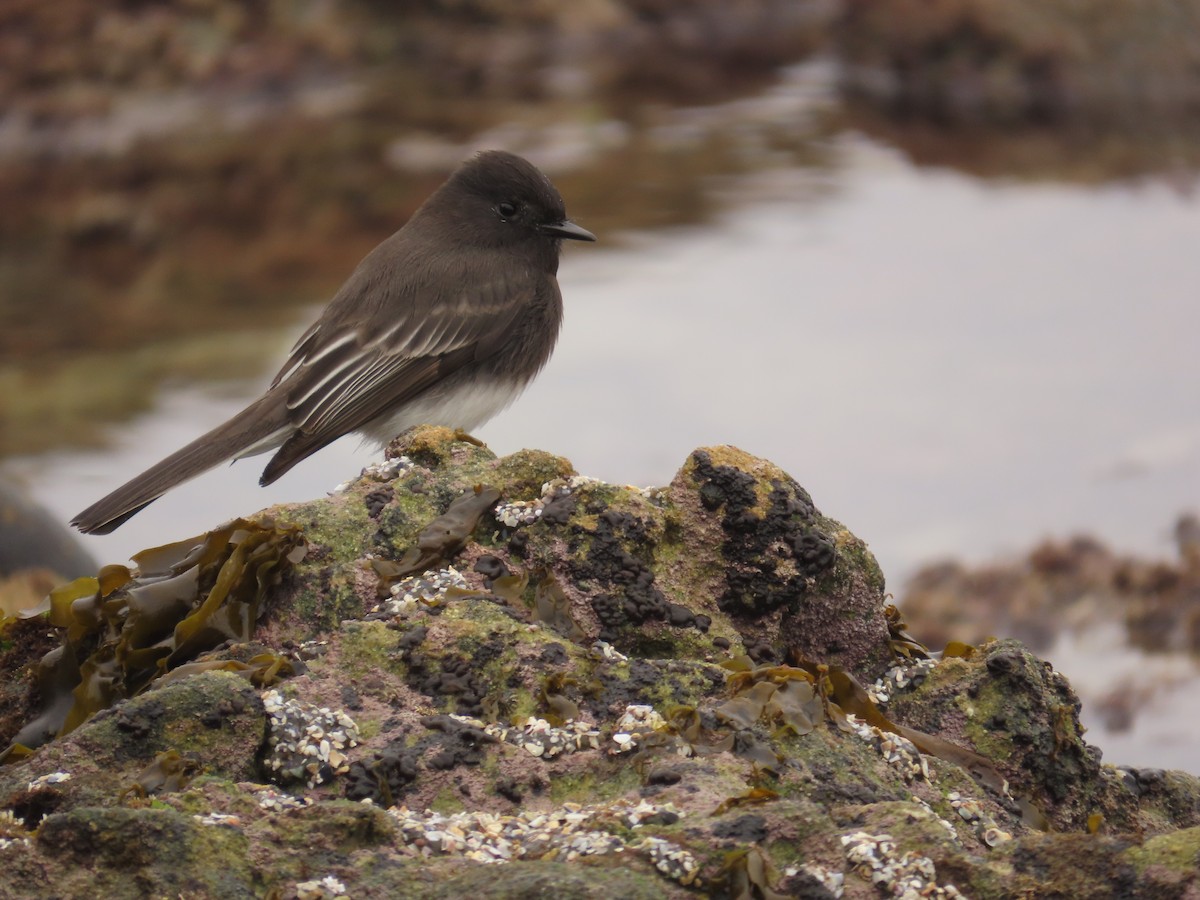 Black Phoebe - ML645212063