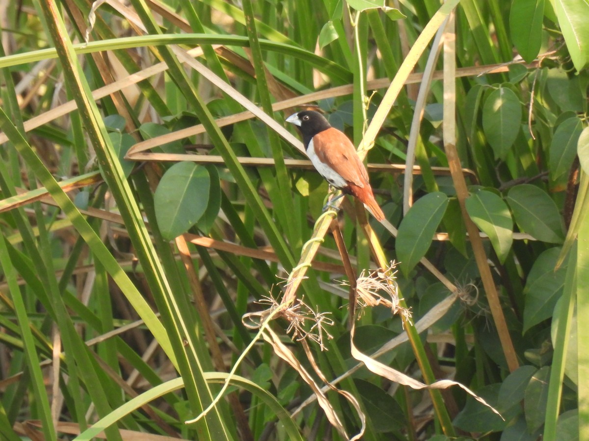 Трёхцветная муния - ML645212064