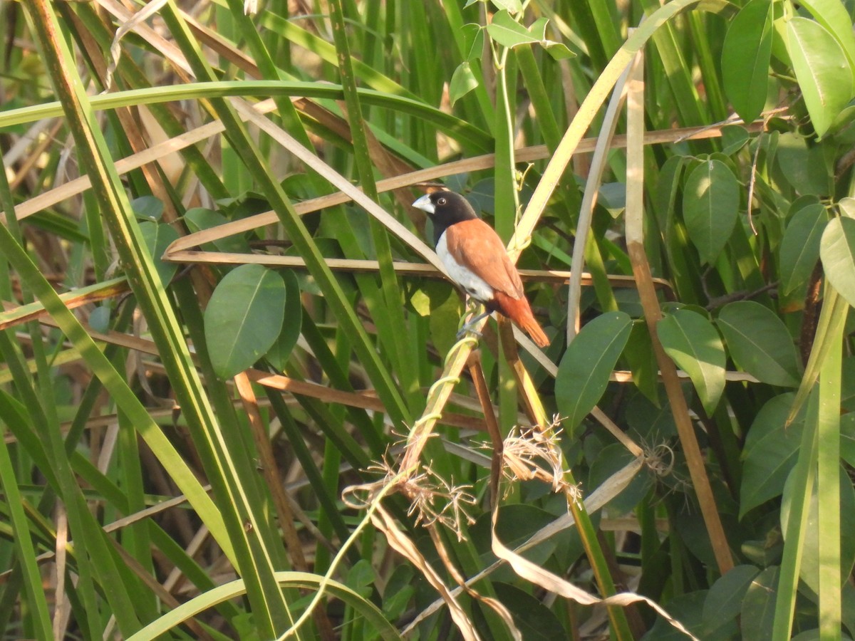 Трёхцветная муния - ML645212065