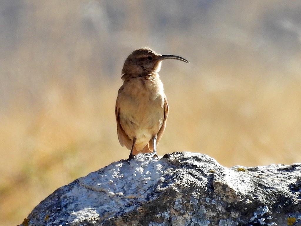 Buff-breasted Earthcreeper - ML645212068