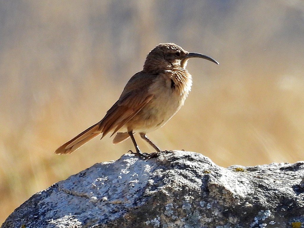 Buff-breasted Earthcreeper - ML645212069