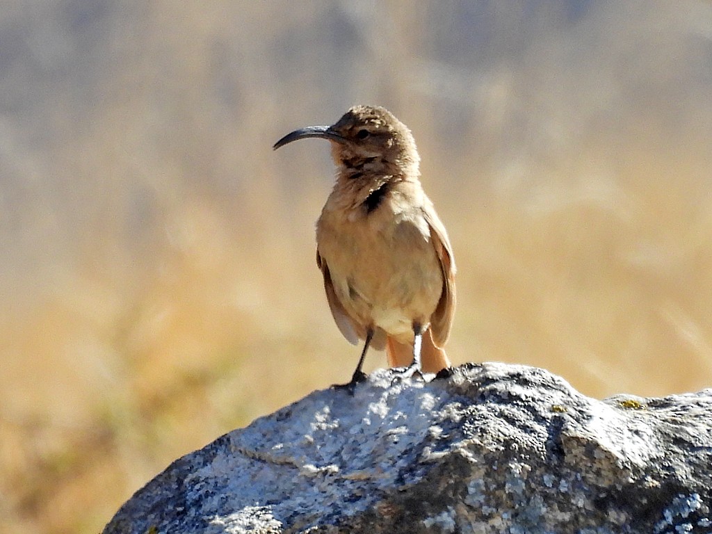 Buff-breasted Earthcreeper - ML645212070