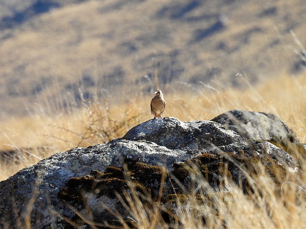 Buff-breasted Earthcreeper - ML645212071