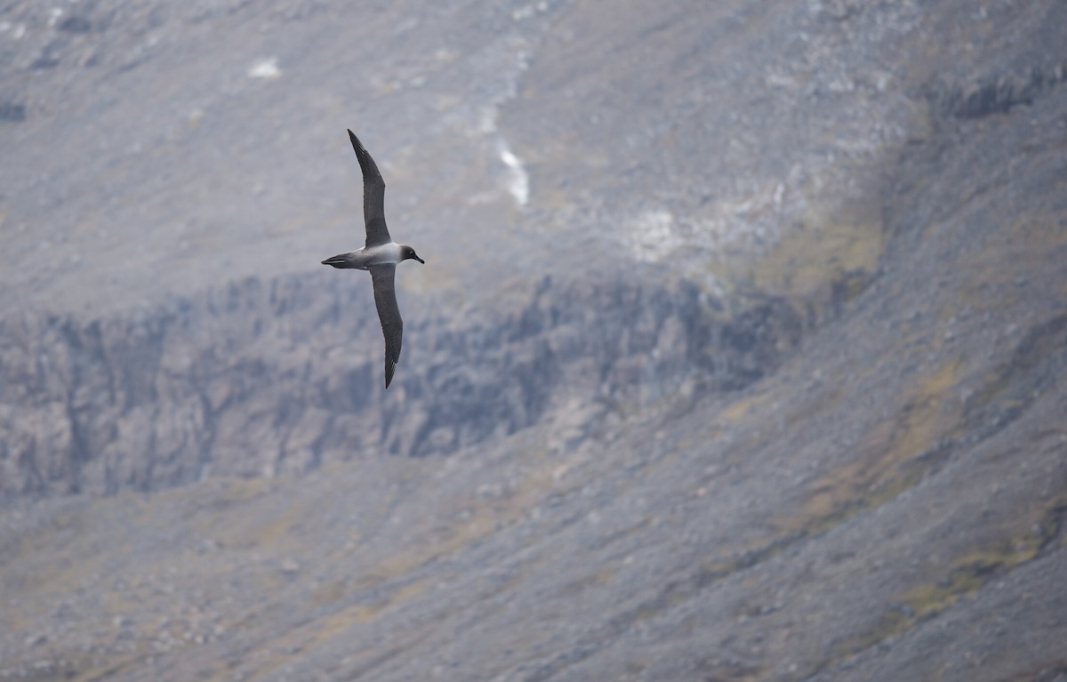 Graumantelalbatros - ML645212072