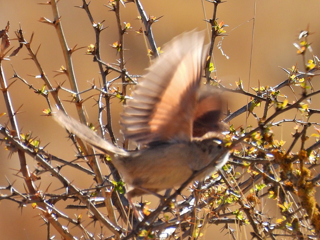 Streak-backed Canastero - ML645212080