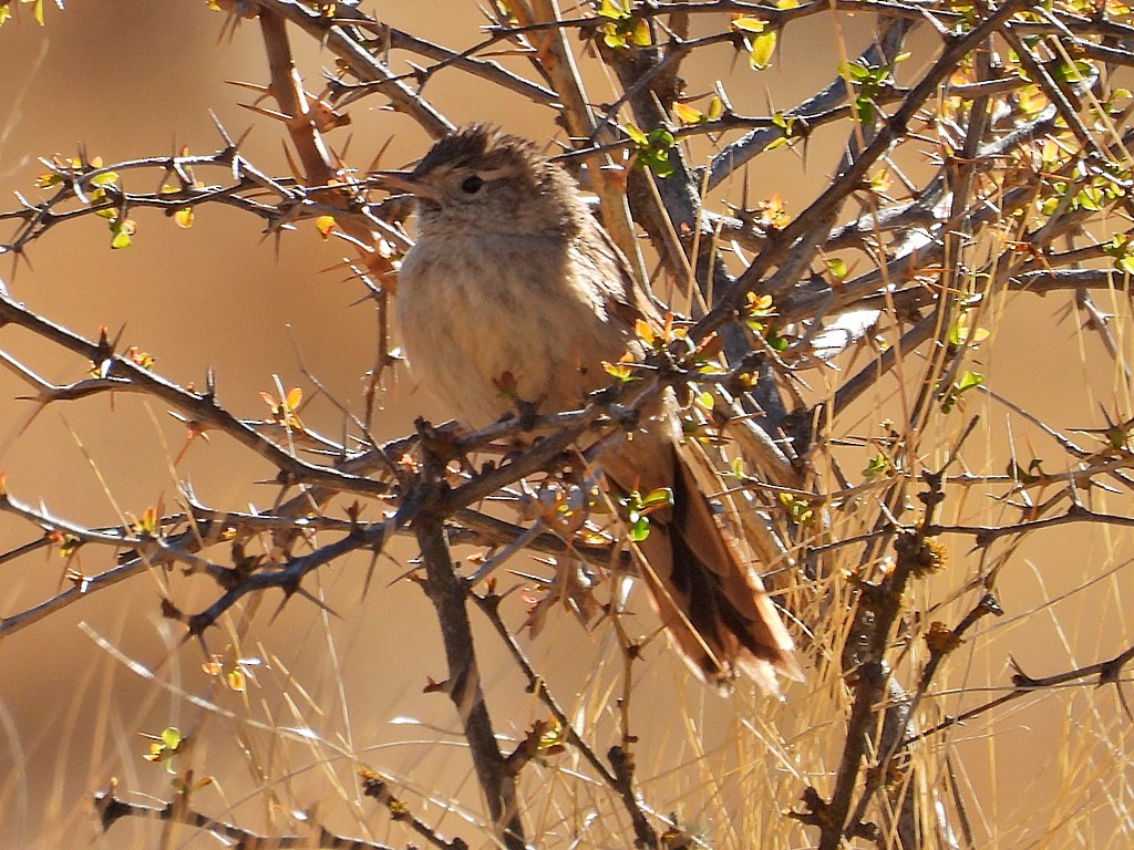 Streak-backed Canastero - ML645212081