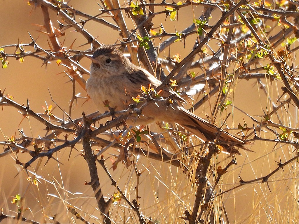 Streak-backed Canastero - ML645212082