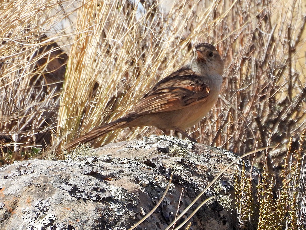 Streak-backed Canastero - ML645212083