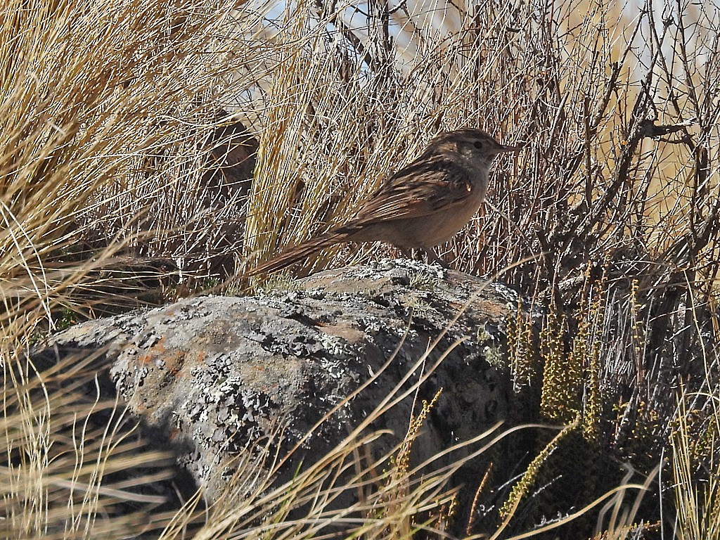 Streak-backed Canastero - ML645212084