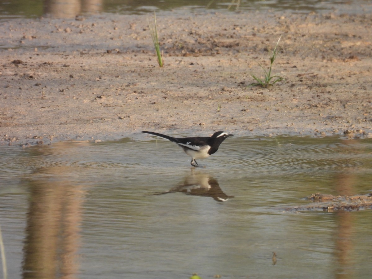 Bergeronnette indienne - ML645212093