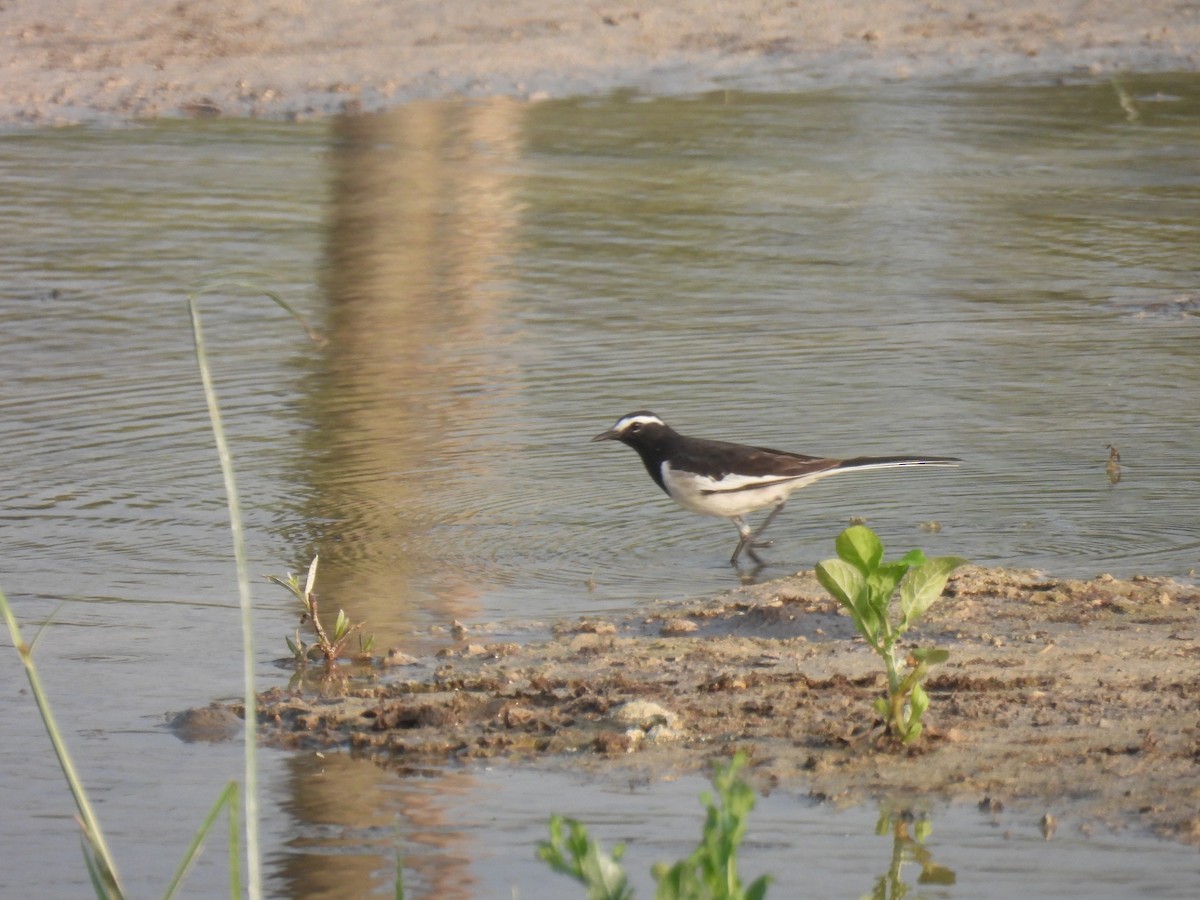 Белобровая трясогузка - ML645212094