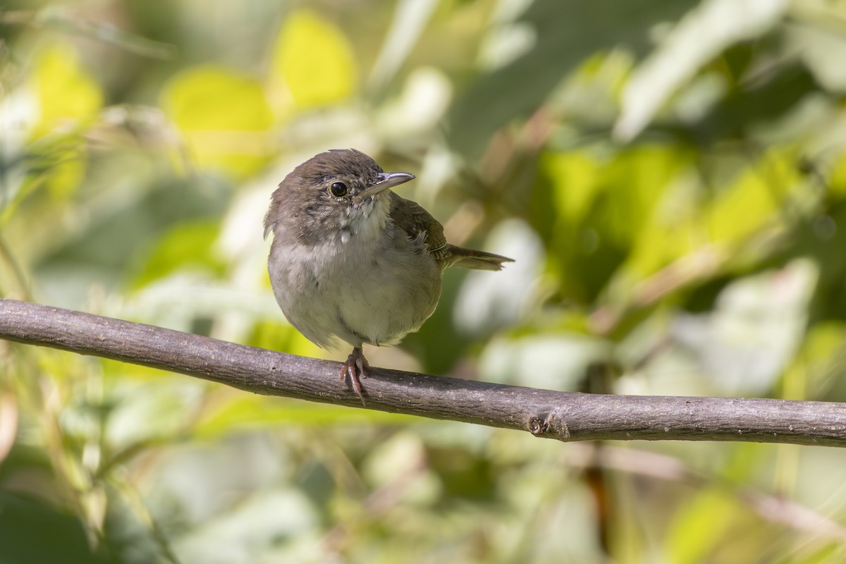 Northern House Wren - ML645212097