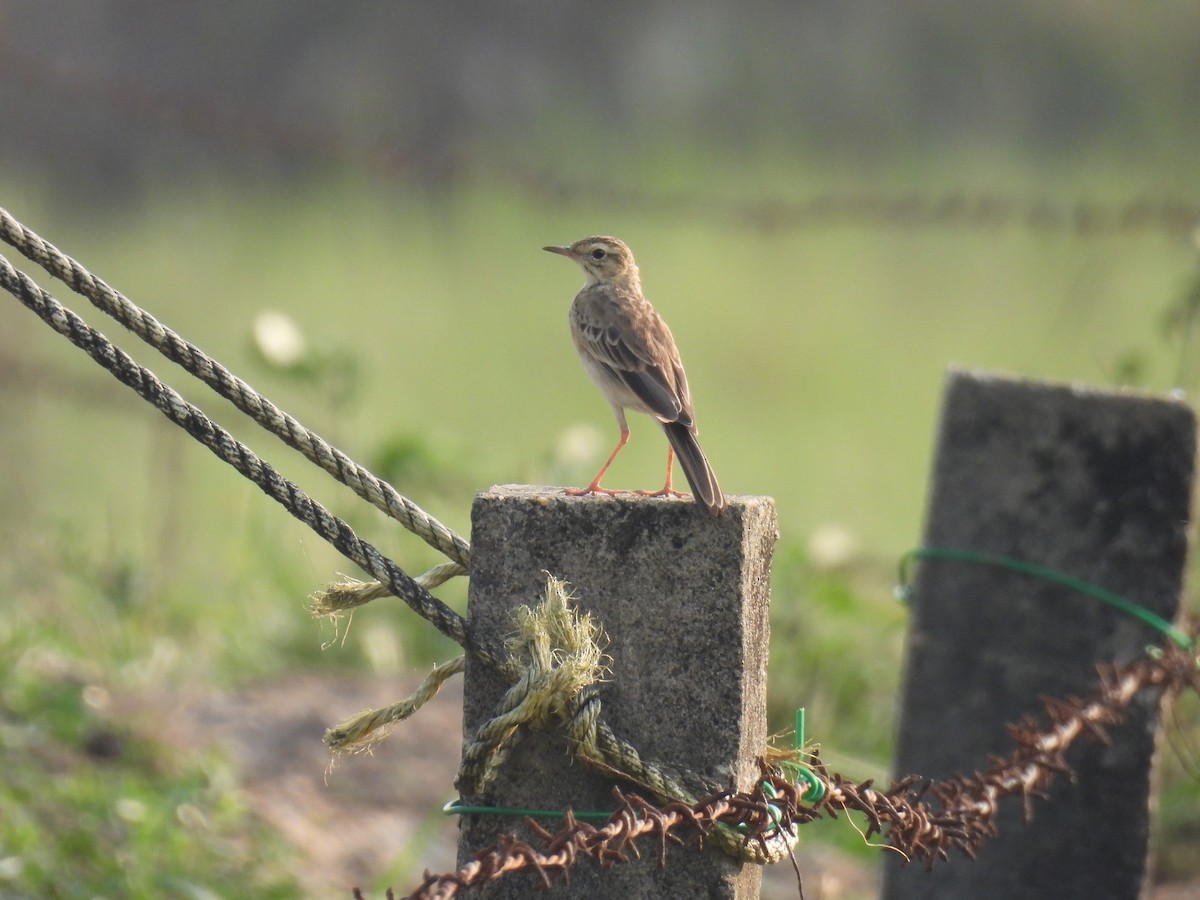 Рисовой конёк - ML645212099