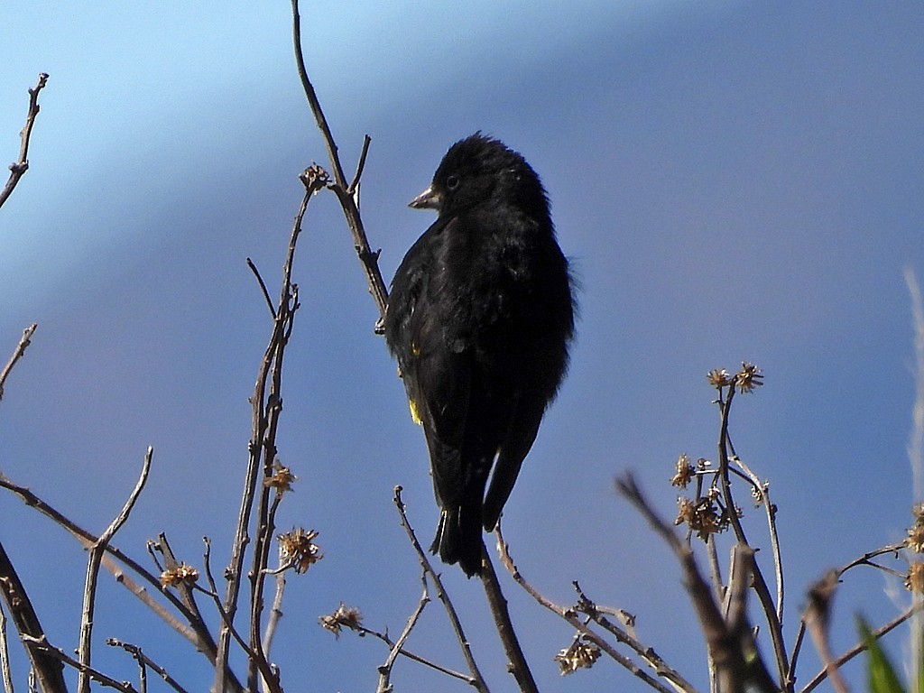 Schwarzzeisig - ML645212113