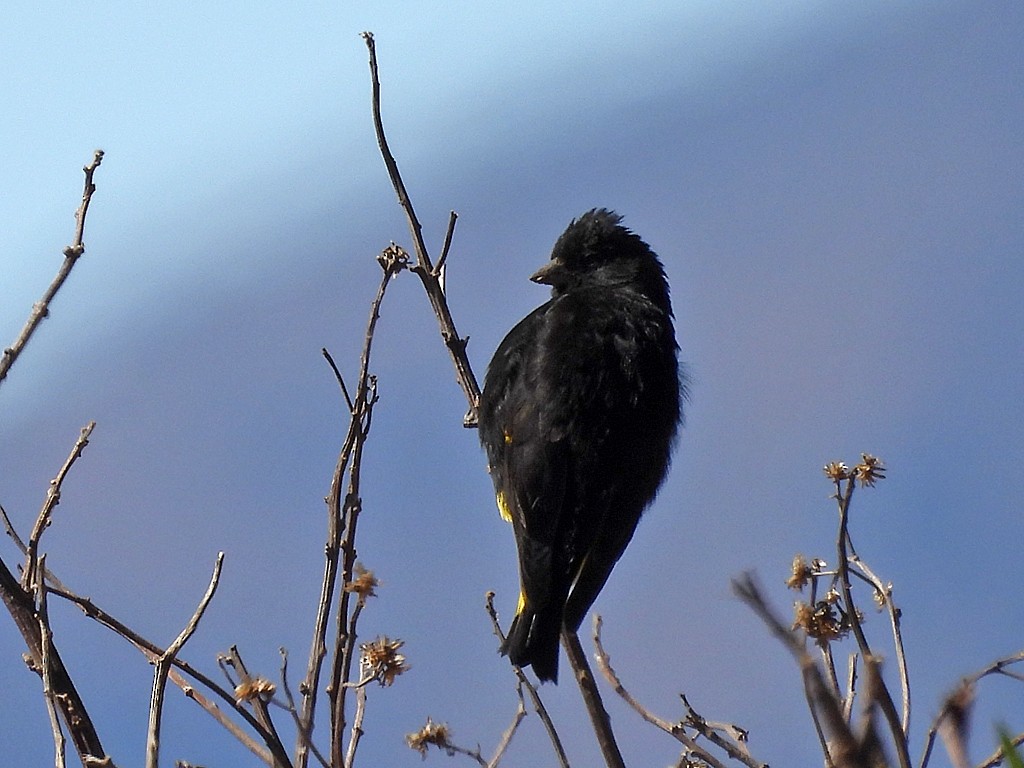 Schwarzzeisig - ML645212114