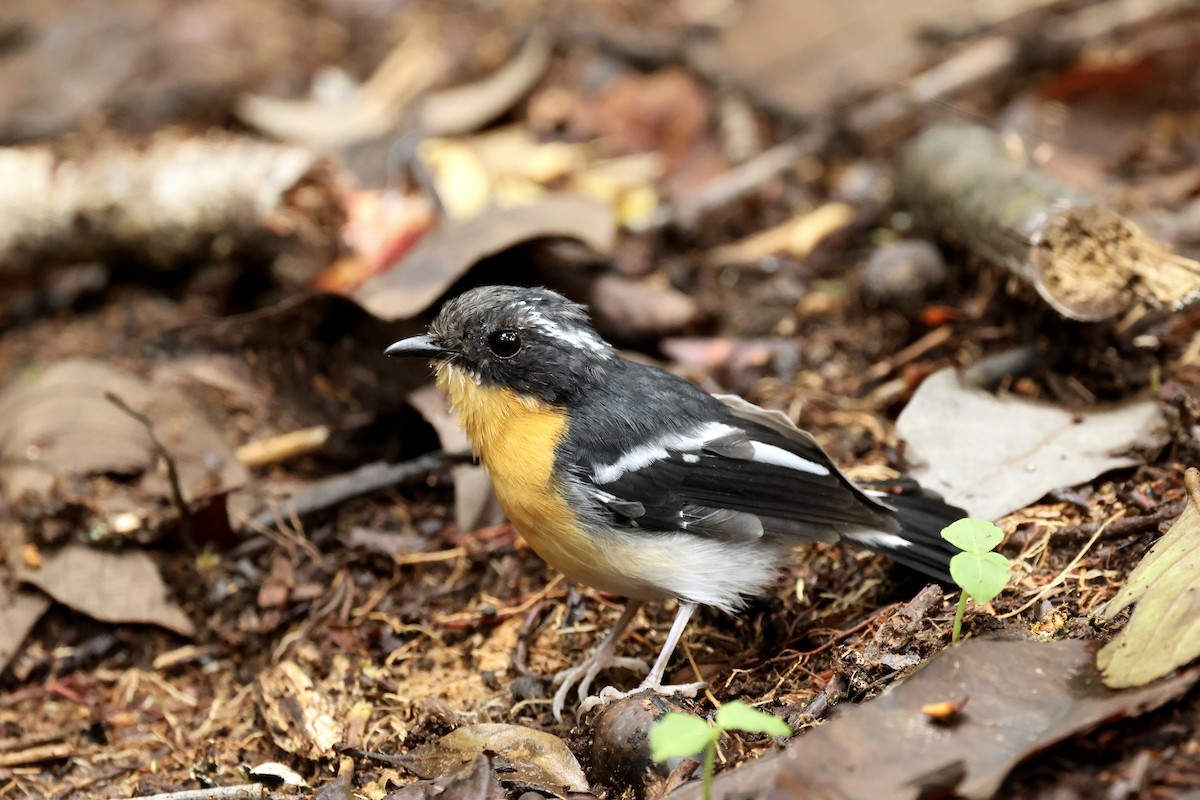 Spiegelschnäpper - ML645212123