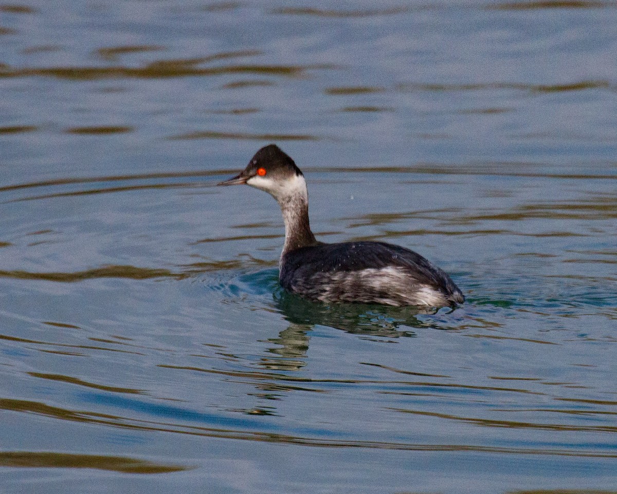 potápka černokrká - ML645212133