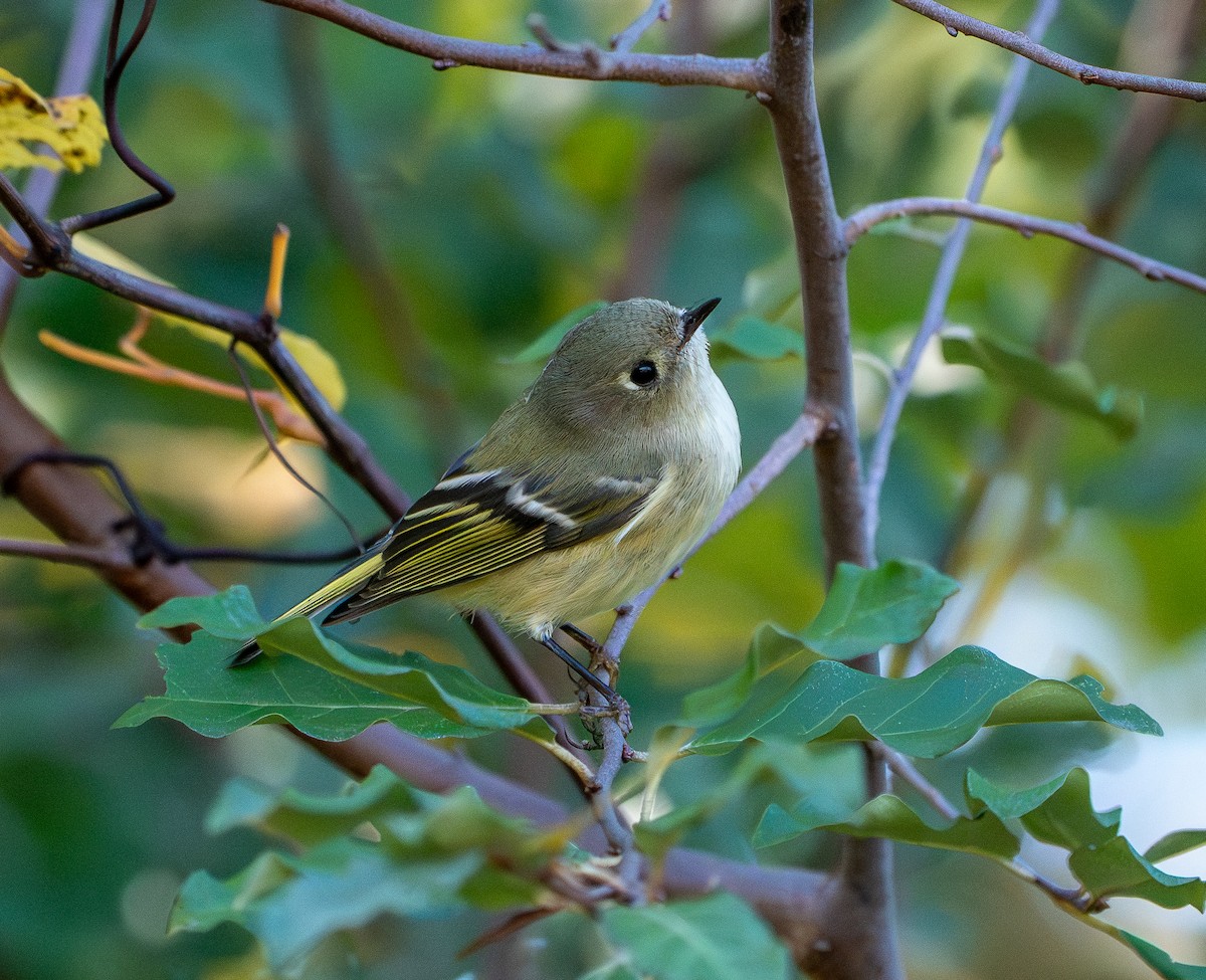 Ruby-crowned Kinglet - ML645212156
