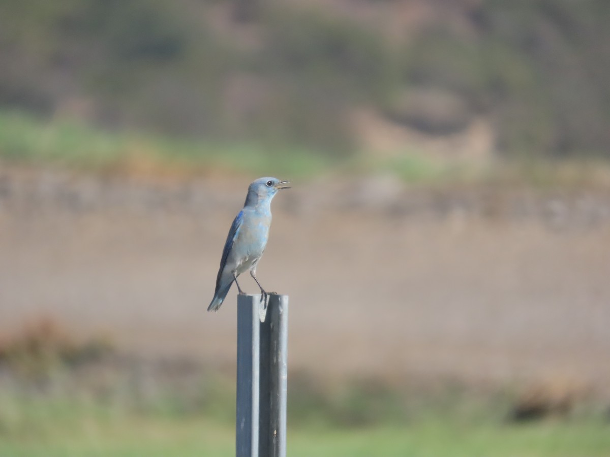 Mountain Bluebird - ML645212174