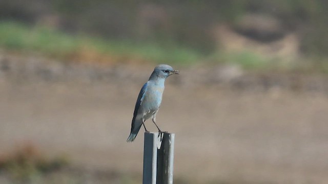 Блакитник середній - ML645212178