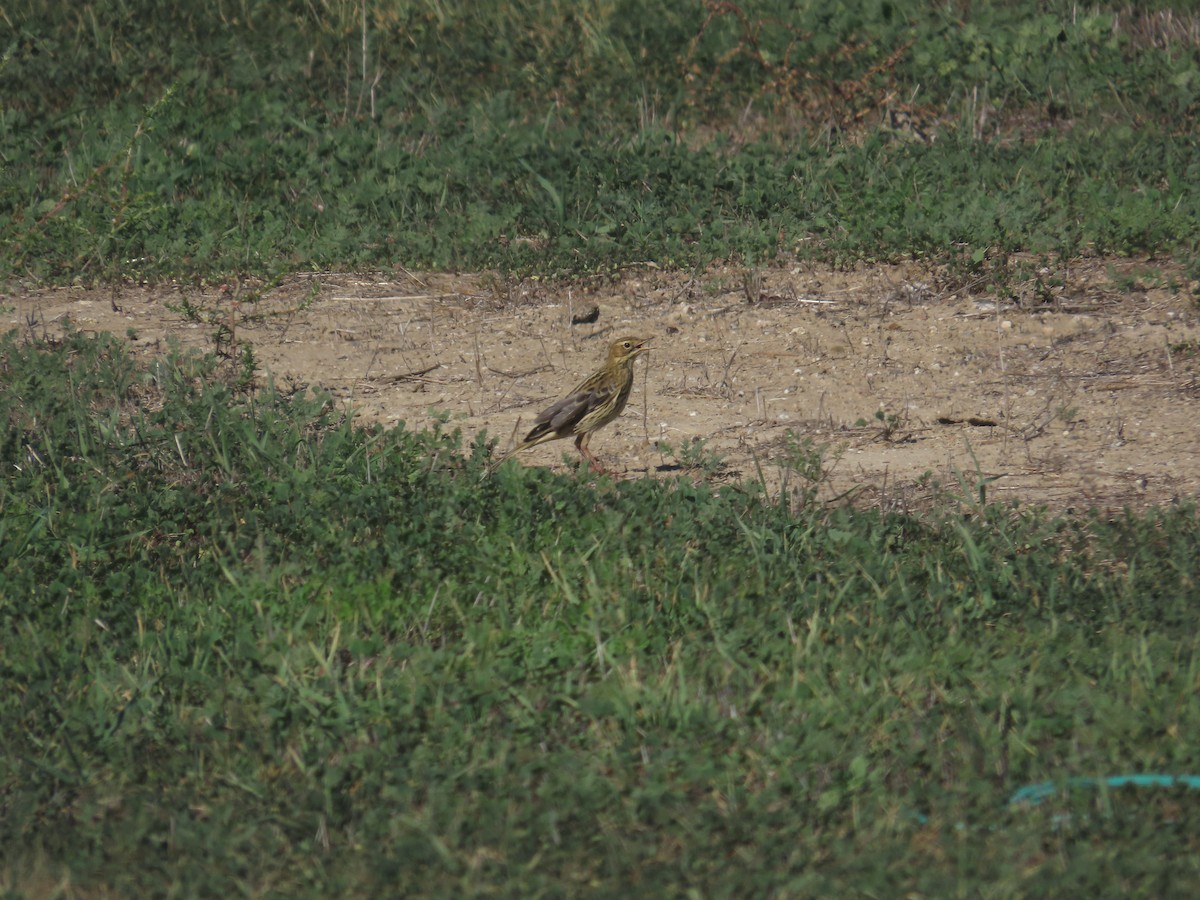 Red-throated Pipit - ML645212192