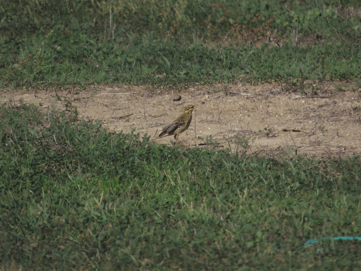 Red-throated Pipit - ML645212193