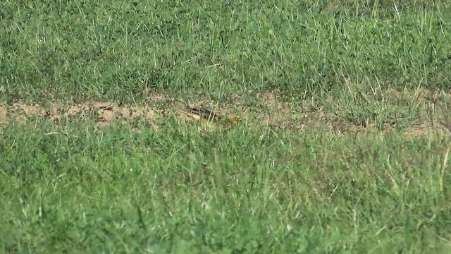 Щеврик червоногрудий - ML645212194