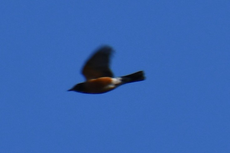 Странствующий дрозд - ML645212213