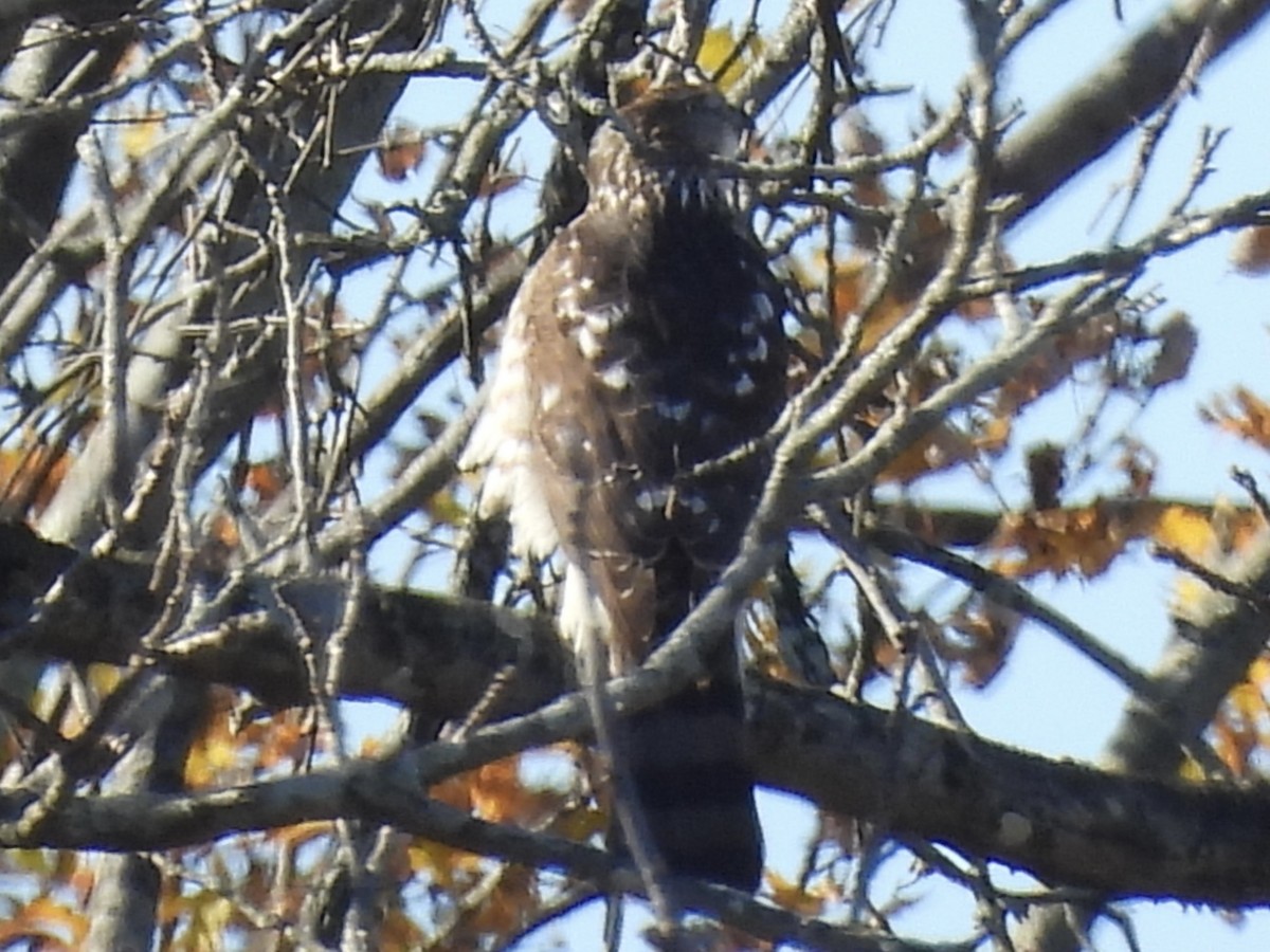Cooper's Hawk - ML645212214