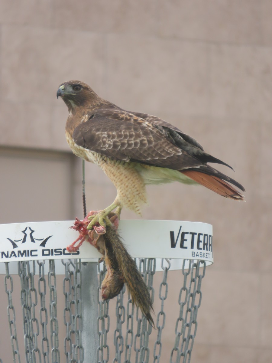 Red-tailed Hawk (calurus/alascensis) - ML645212216