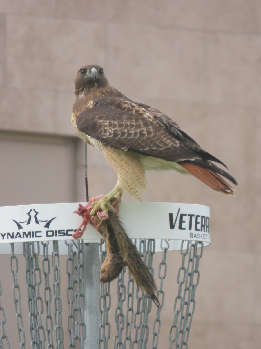 Red-tailed Hawk (calurus/alascensis) - ML645212217