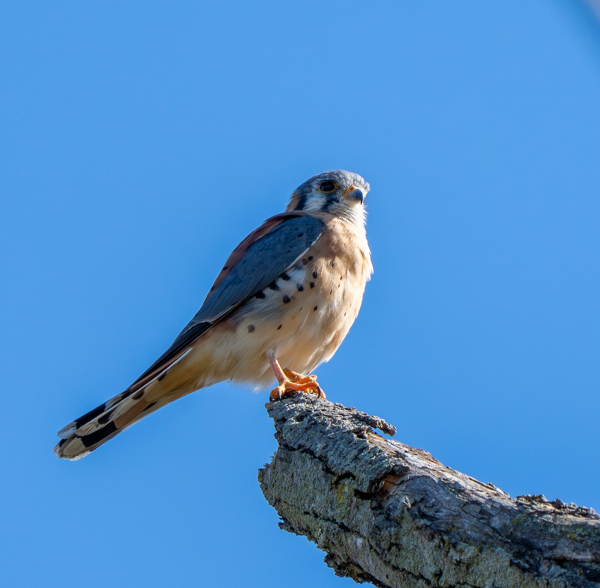 American Kestrel - ML645212219