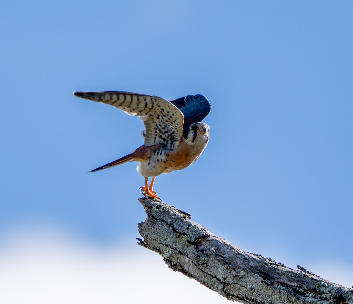 American Kestrel - ML645212220
