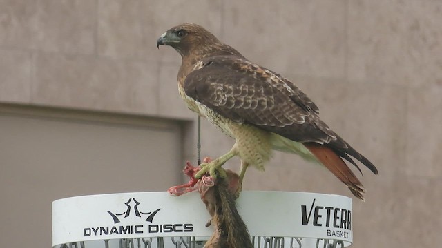 Канюк неоарктичний (підвид calurus/alascensis) - ML645212223