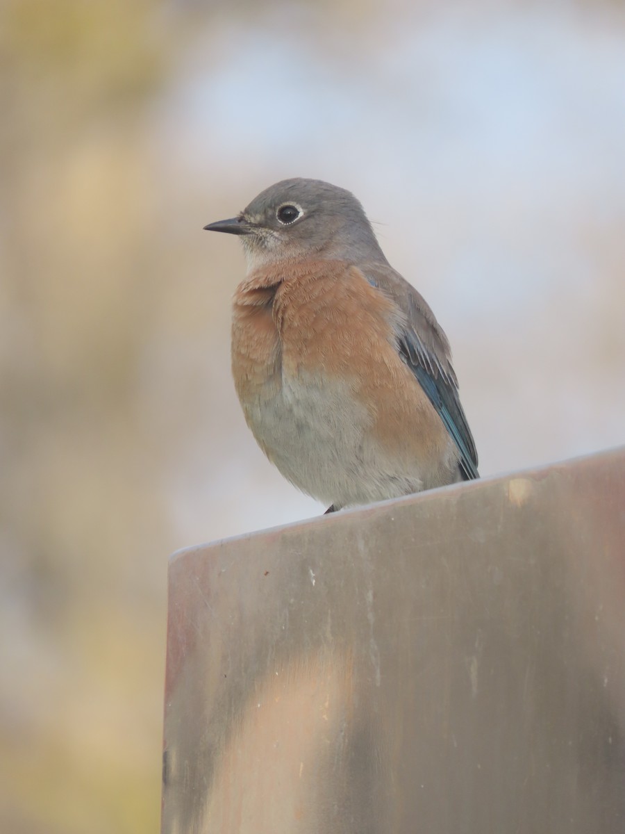 Western Bluebird - ML645212224