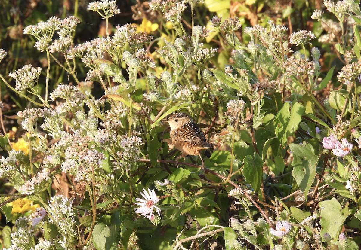 Sedge Wren - ML645212231