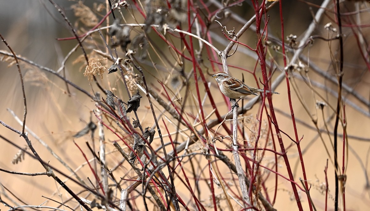 American Tree Sparrow - ML645212235
