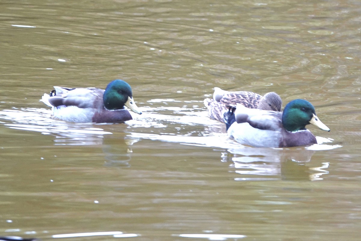 stokkand - ML645212239