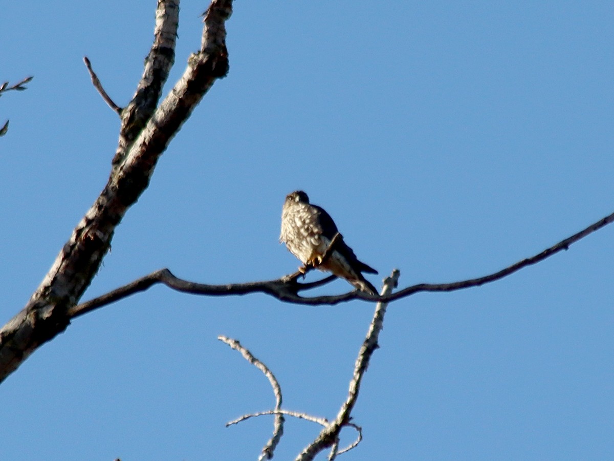 Merlin - ML645212243