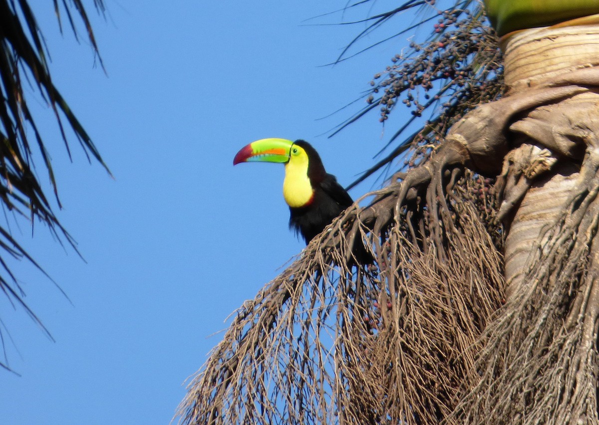 regnbuetukan - ML645212245