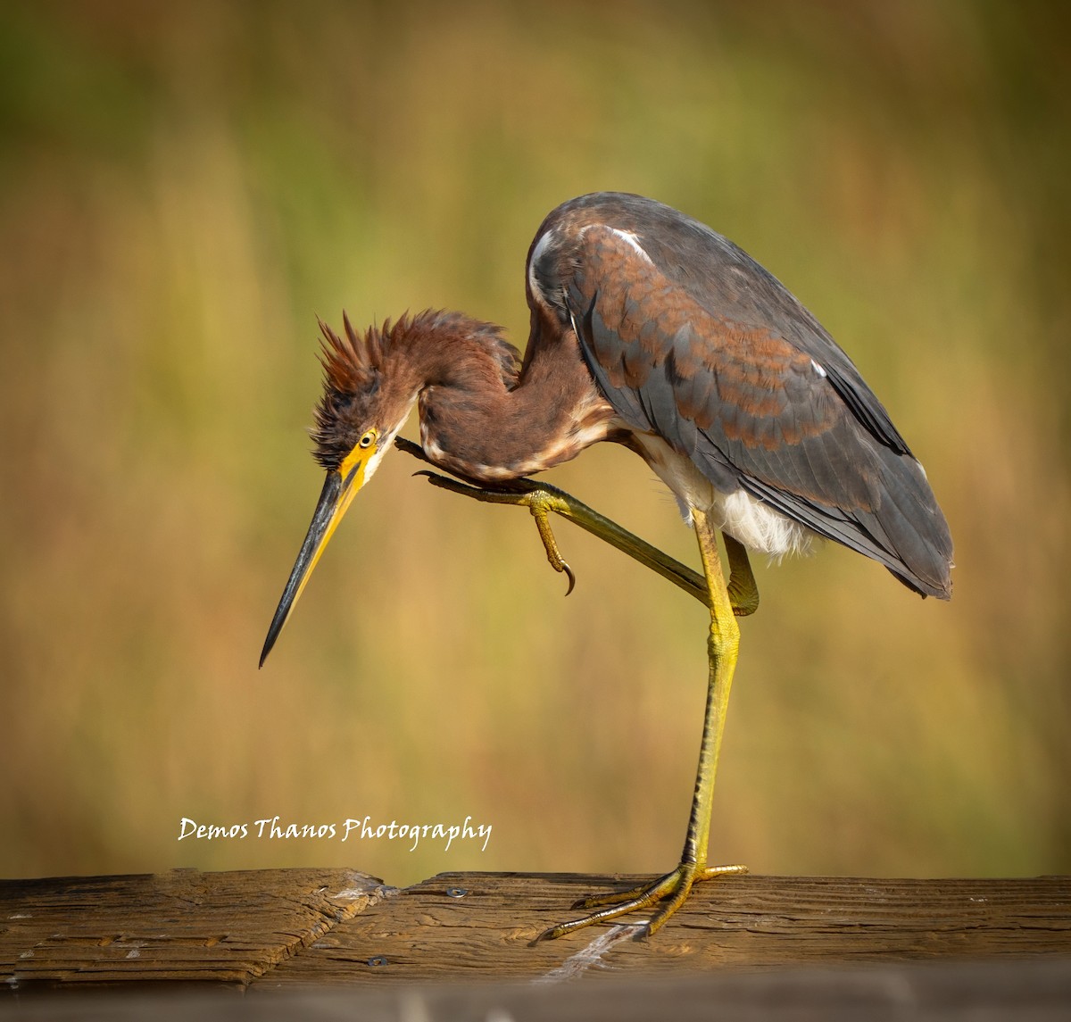 prakthegre - ML645212246